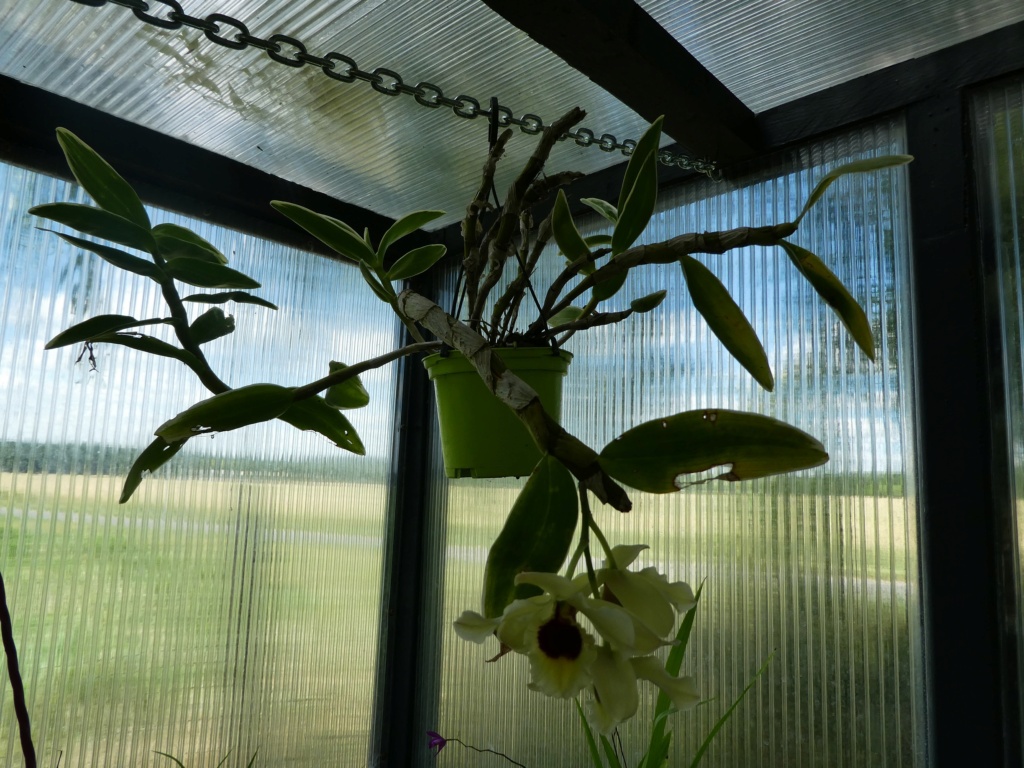 Dendrobium Golden Blossom 'Marginata' P1000730