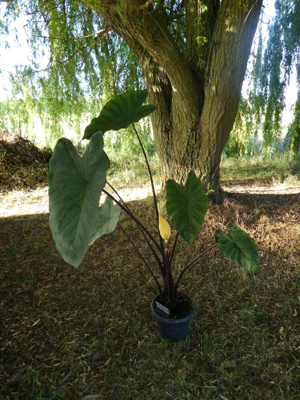Colocasia fontanesii 'Black Stem' P1000828