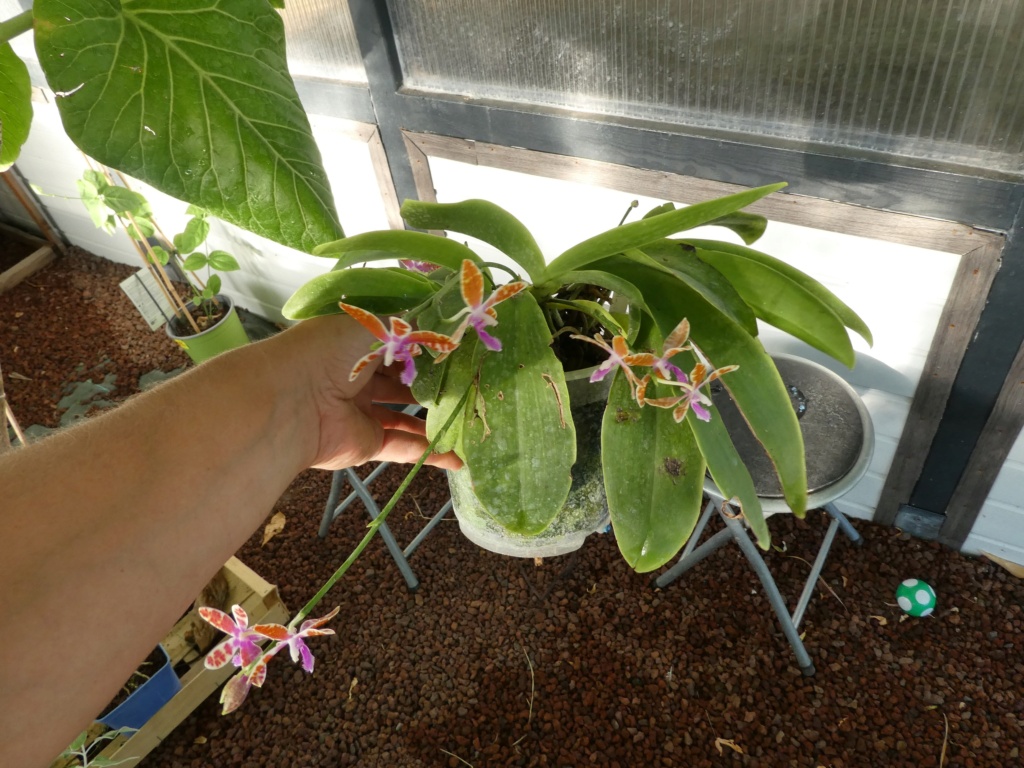Phalaenopsis Lovely Marie (mariae x bastiani) P1000921