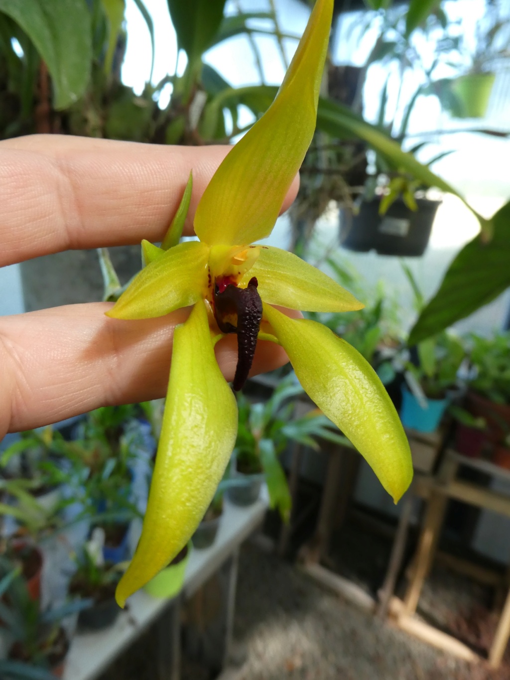 Bulbophyllum carunculatum P1010011