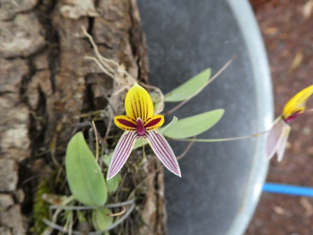 Bulbophyllum bolsterii  P1010035