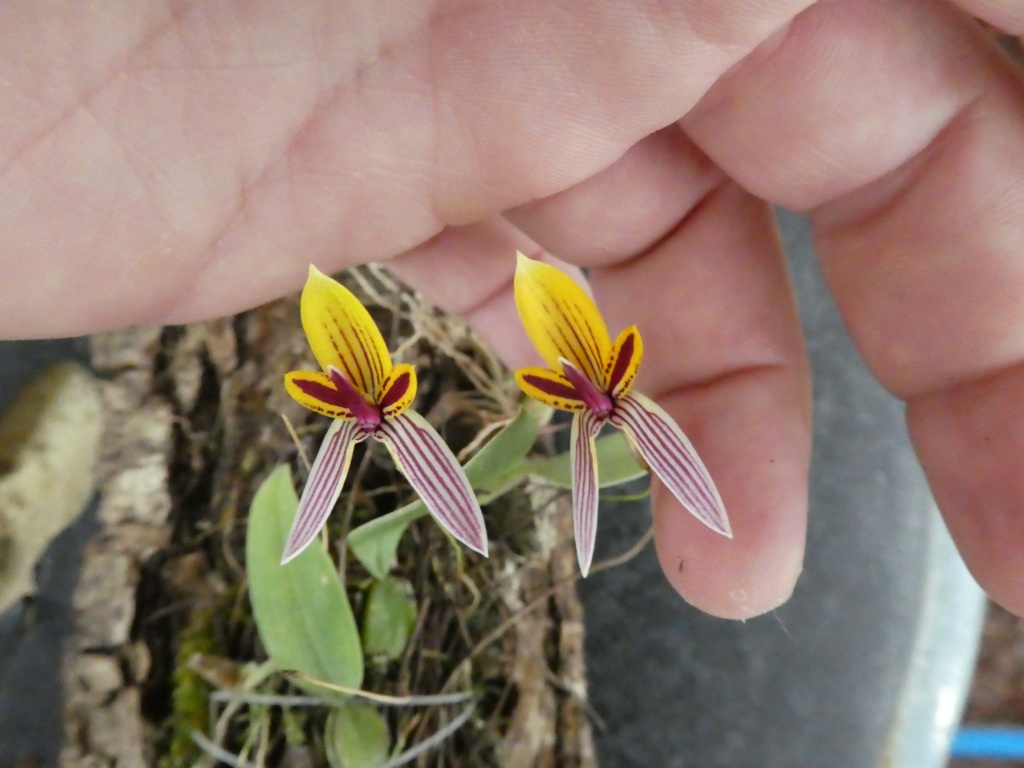 Bulbophyllum bolsterii  P1010036