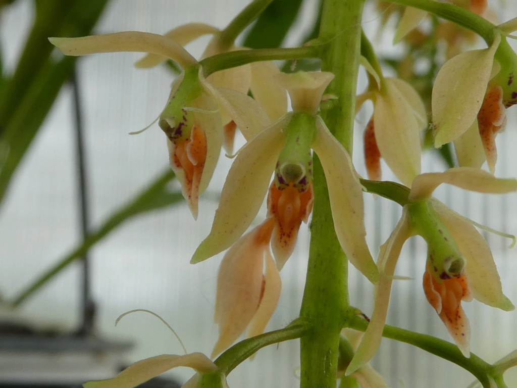 Epidendrum ferrugineum P1010044