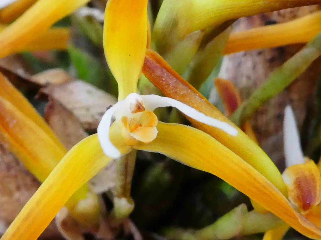 Maxillaria hennisiana P1010330