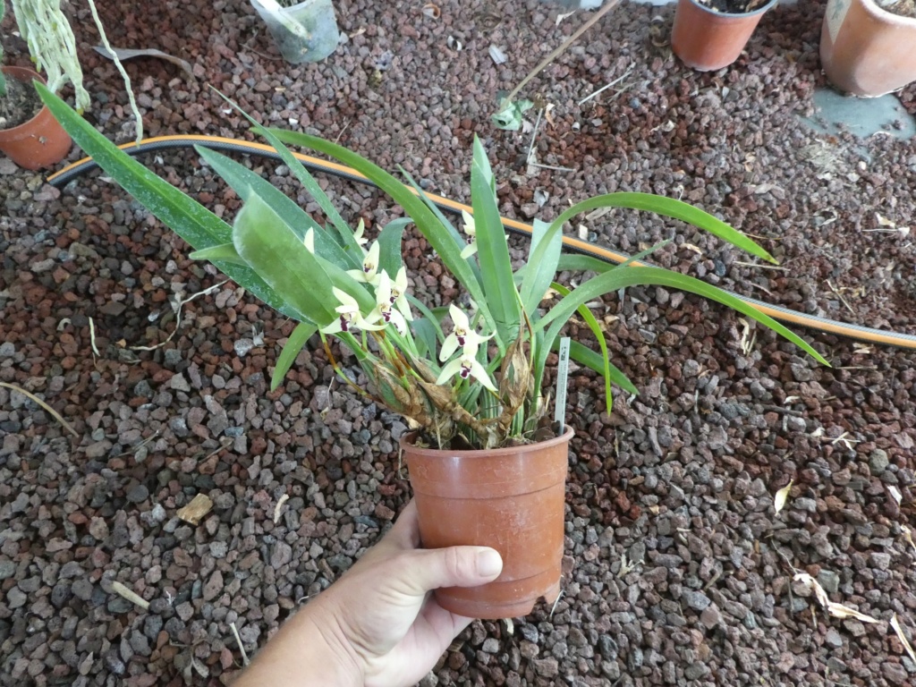 Maxillaria marginata P1010412