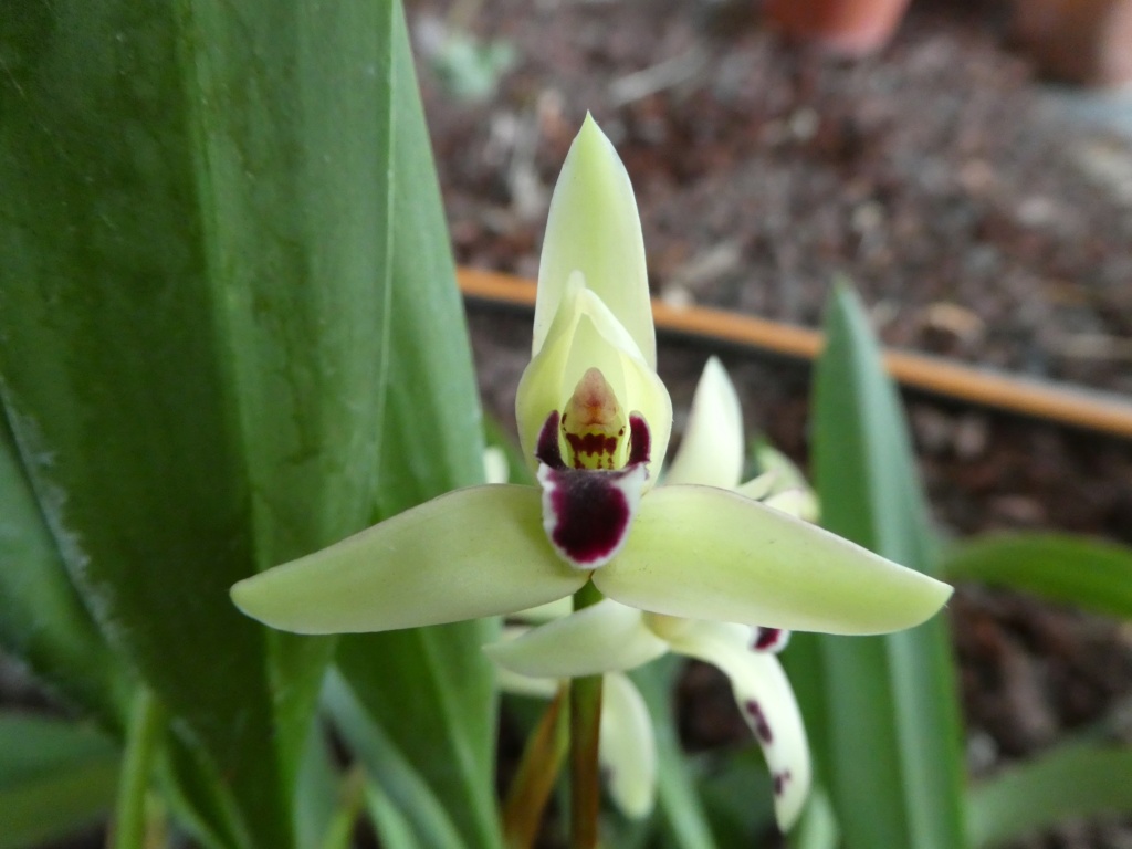 Maxillaria marginata P1010414