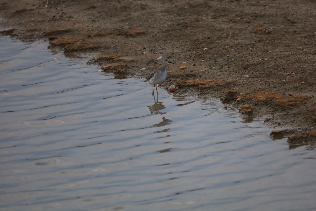 Combatente (Calidris pugnax) - Quinta do Ludo-Parque Natural da Ria Formosa Img_0415