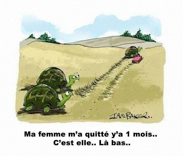 humour en images II - Page 2 Tortue10