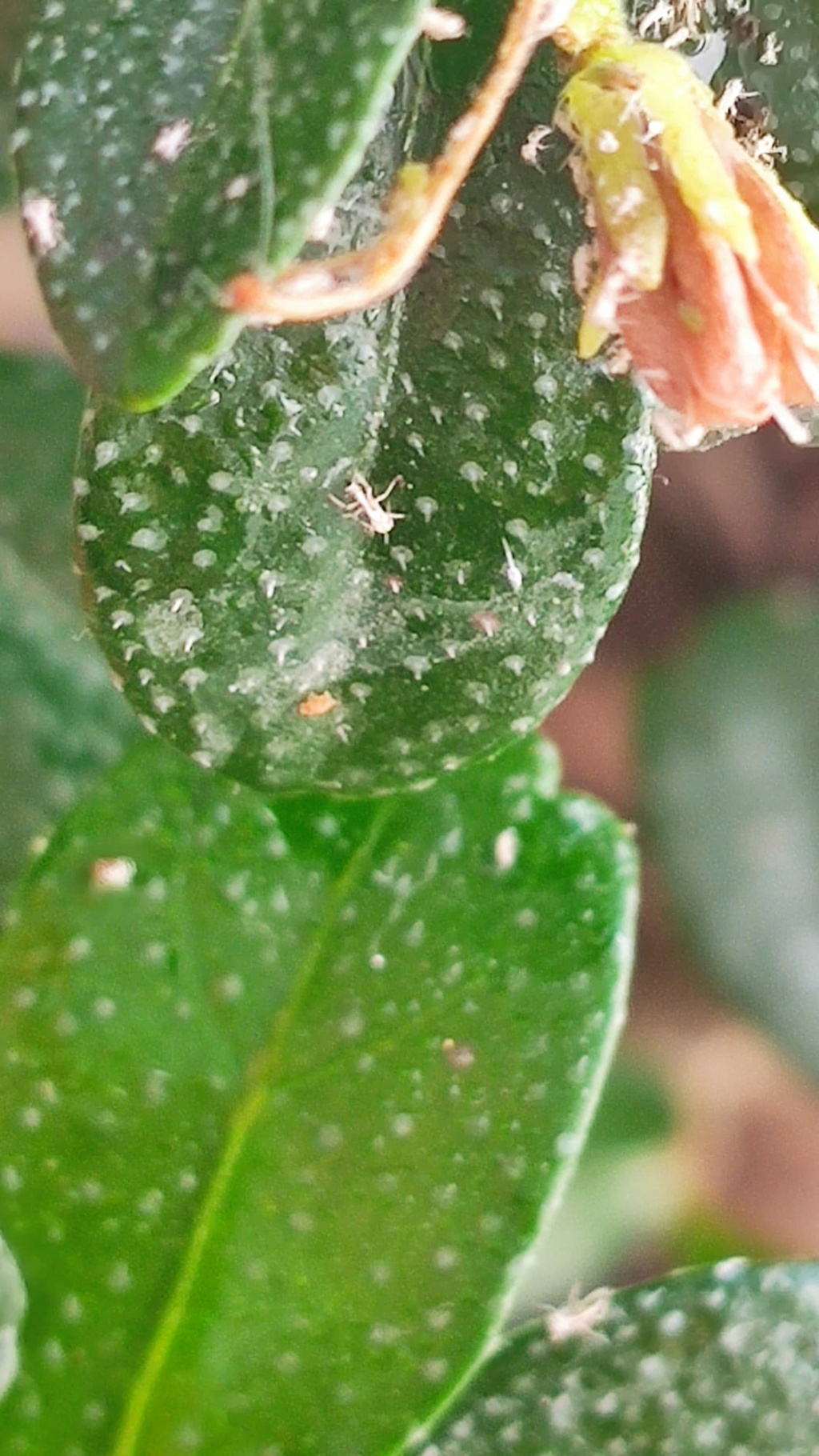 Mi bonsai no sé si tiene pulgón o mosca blanca Img-2018