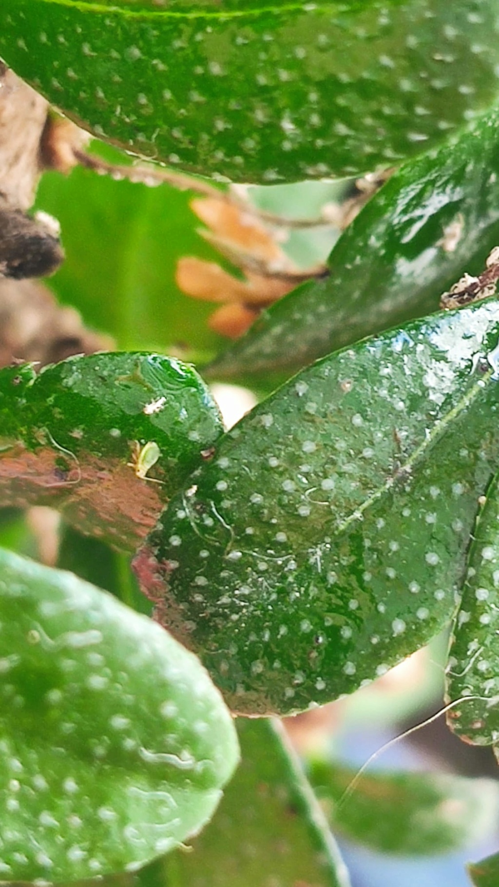 Mi bonsai no sé si tiene pulgón o mosca blanca Img-2019