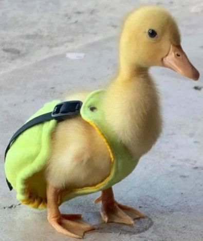 Best pet to have Duck11