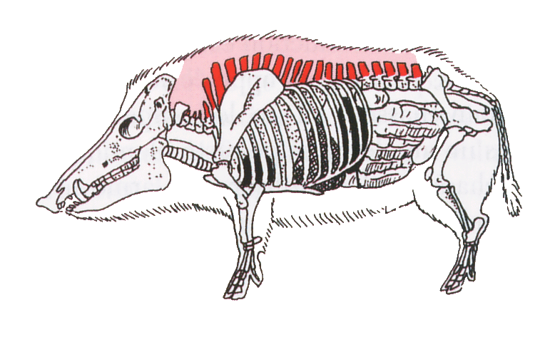 Chassez le Chevreuil et le Sanglier avec PLC ! Ballea10