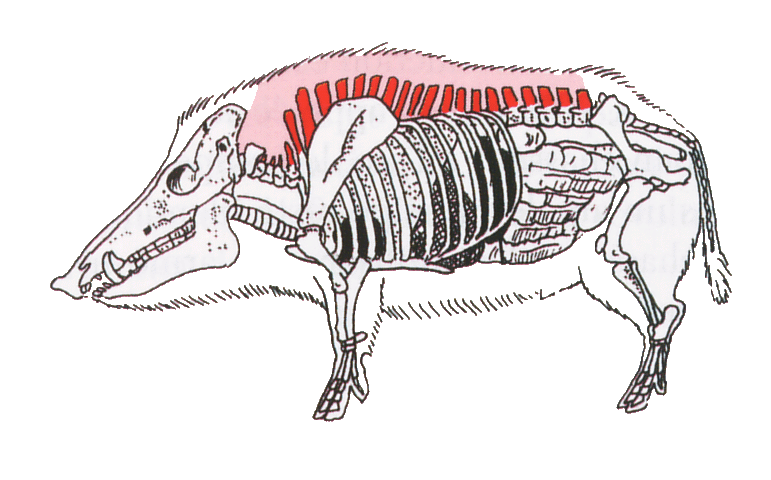 Chassez le Chevreuil et le Sanglier avec PLC !  Ballea10