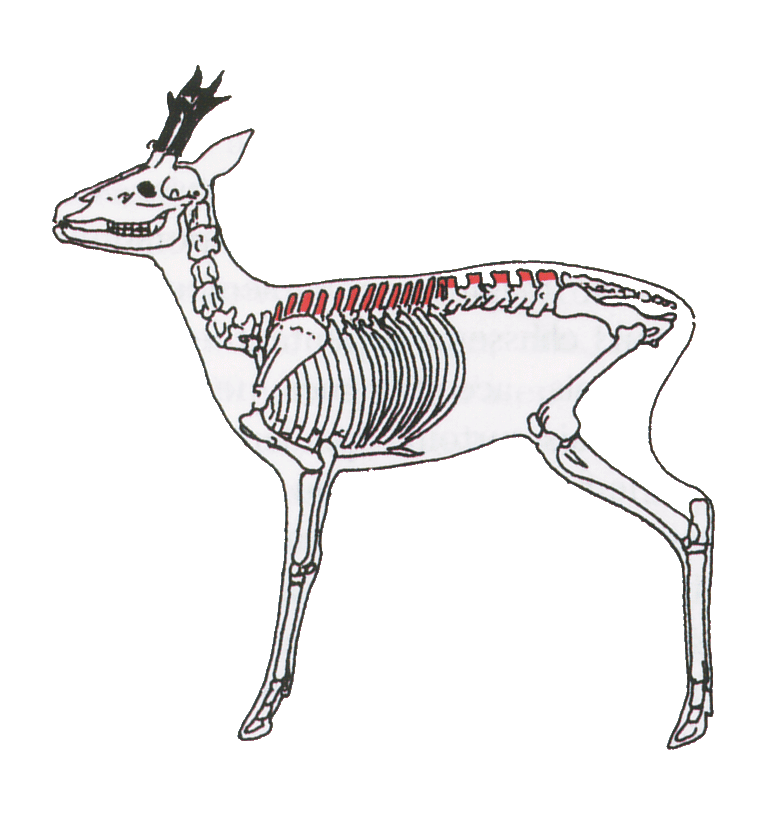 Chassez le Chevreuil et le Sanglier avec PLC ! Chevre10