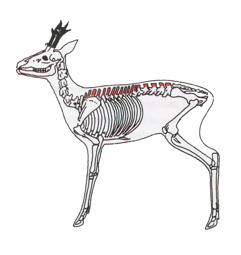 Chassez le Chevreuil et le Sanglier avec PLC !  Chevre10