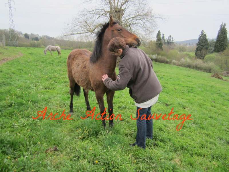 pouliche - Lady first Pouliche baie 600€ dept 63- TROP TARD  Lady_f12