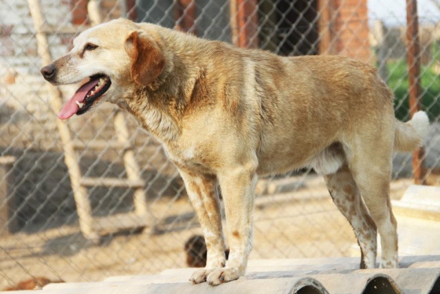 REXX- 9 ans - ancien chien de labo-refuge de Bella- Serbie 40702410