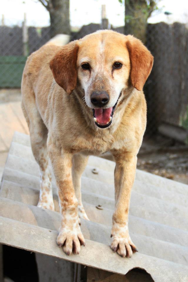 REXX- 9 ans - ancien chien de labo-refuge de Bella- Serbie Rex10