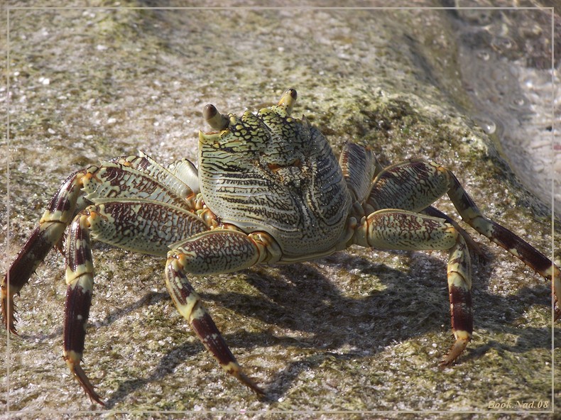 Le crabe Dscf0411