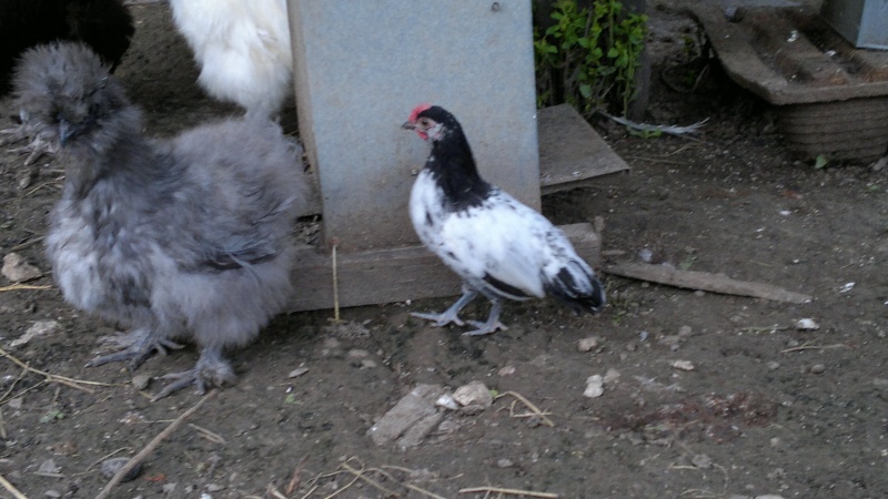 mes piou piou Lakenfelder de cette année et celui de 2012 14062010