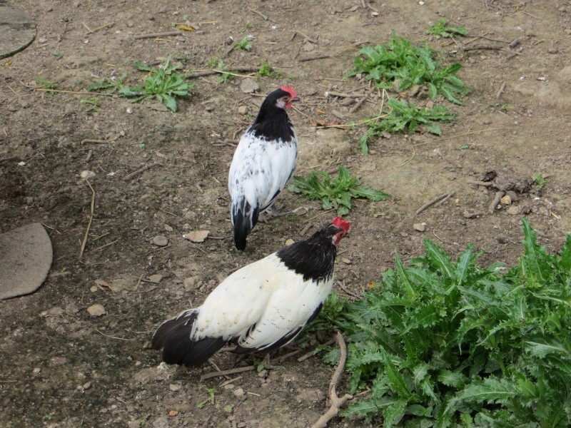 mes piou piou Lakenfelder de cette année et celui de 2012 30061210