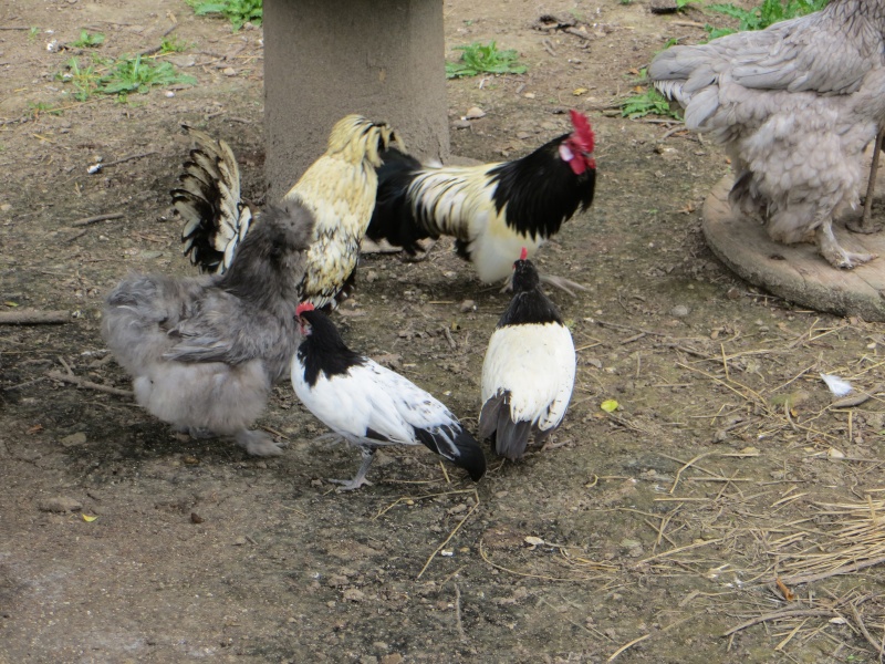 mes piou piou Lakenfelder de cette année et celui de 2012 30061211