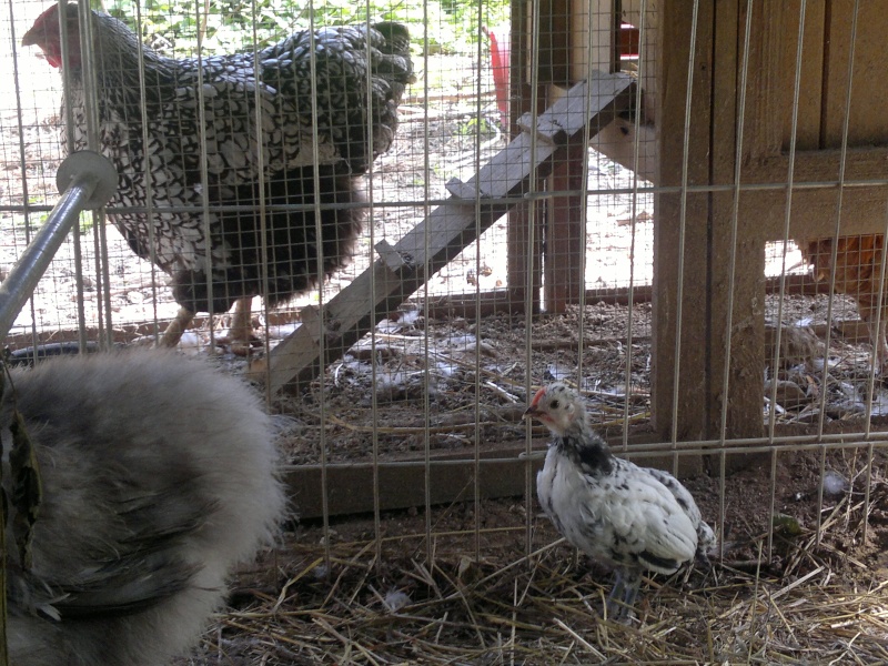 mes piou piou Lakenfelder de cette année et celui de 2012 Poulet10