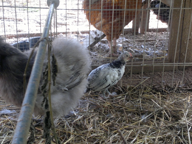 mes piou piou Lakenfelder de cette année et celui de 2012 Poulet11