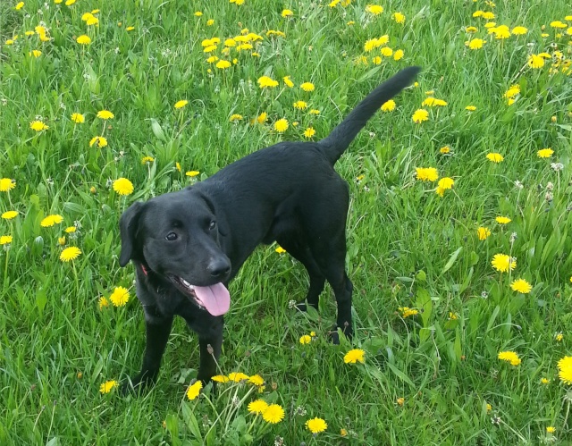 Paco croisé Labrador noir mâle de 1 an (Belgique) Paco_211