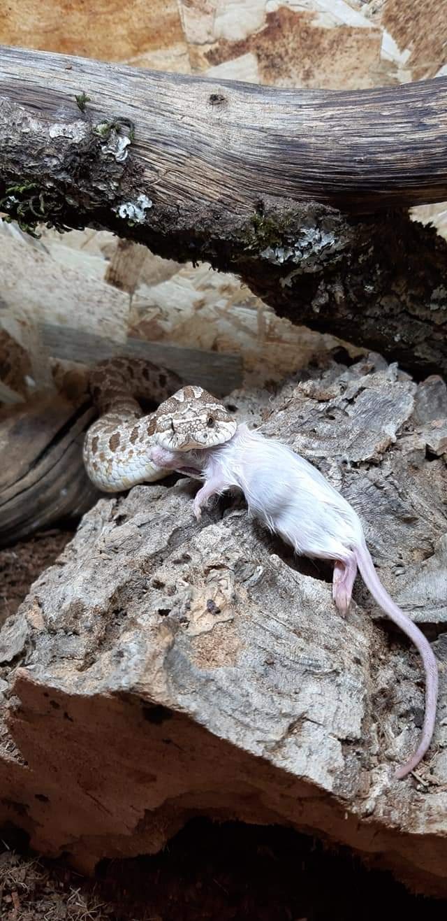 Mon 1er hétérodon nasicus 20190811