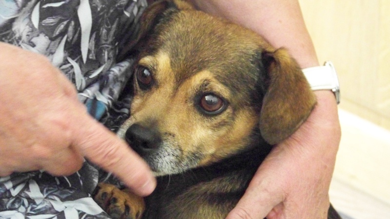 Titi, craquant croisé Pinscher de 6 ans ADOPTé 100_2811