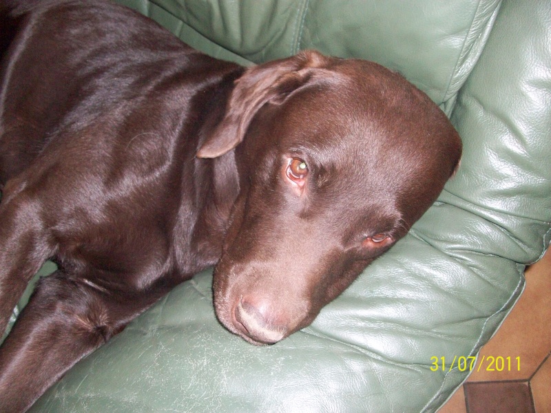 VIC, notre beau labrador chocolat de 8 ans 100_3410