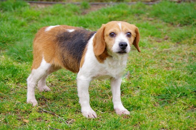 Galya, micro-beagle d'environ 10 ans - (SPA de Pontivy (56)... en FA pr asso LE REVE DE TINA Imgp5910