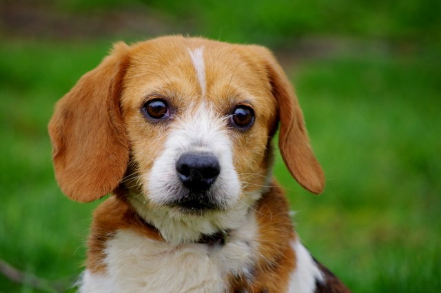 Galya, micro-beagle d'environ 10 ans - (SPA de Pontivy (56)... en FA pr asso LE REVE DE TINA Imgp5912