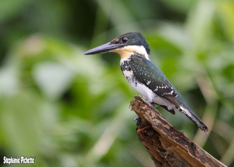 Costa Rica... :-) Melting Pot Martin10