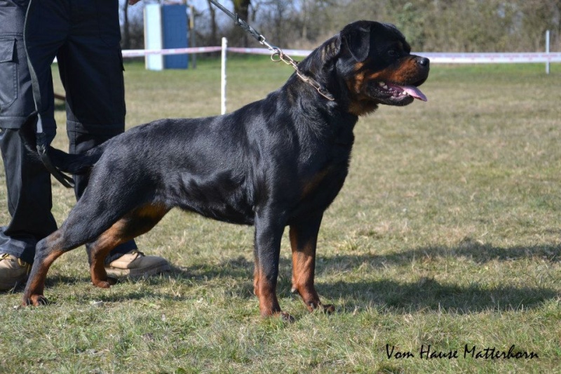  - Nos chiens prennent la pose, statique exposition. - Page 12 Gueiss10