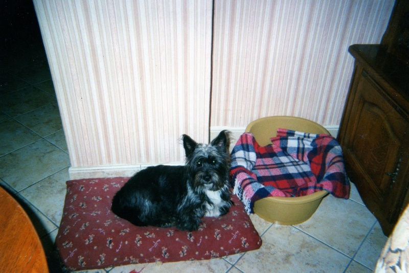 DOLY JOLIE MAMIE X CAIRN TERRIER 12 ANS ASSO REV'ANIMAL Img07210