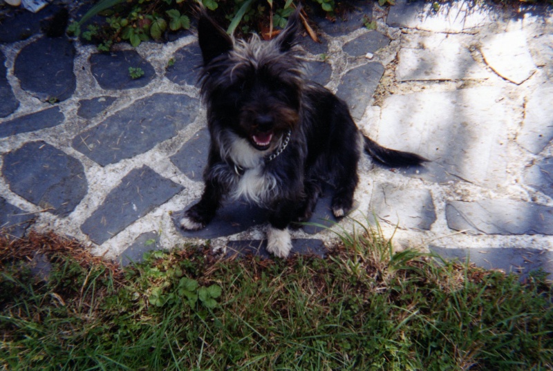 DOLY JOLIE MAMIE X CAIRN TERRIER 12 ANS ASSO REV'ANIMAL Img07410