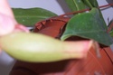 Nepenthes maxima 101_2419