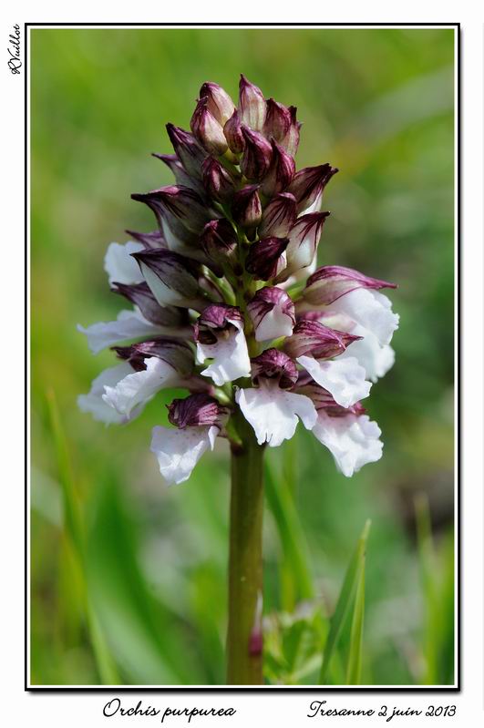 Votre plus bel Orchis purpurea - Page 2 13-06-10