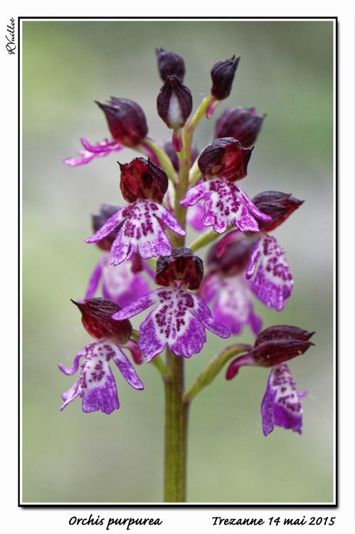 Votre plus bel Orchis purpurea - Page 2 15-05-10