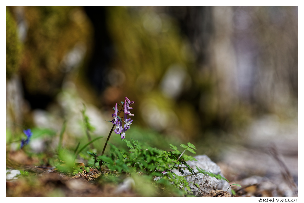 Samedi printanier vers Grenoble le 23 mars 2019 19-03-28