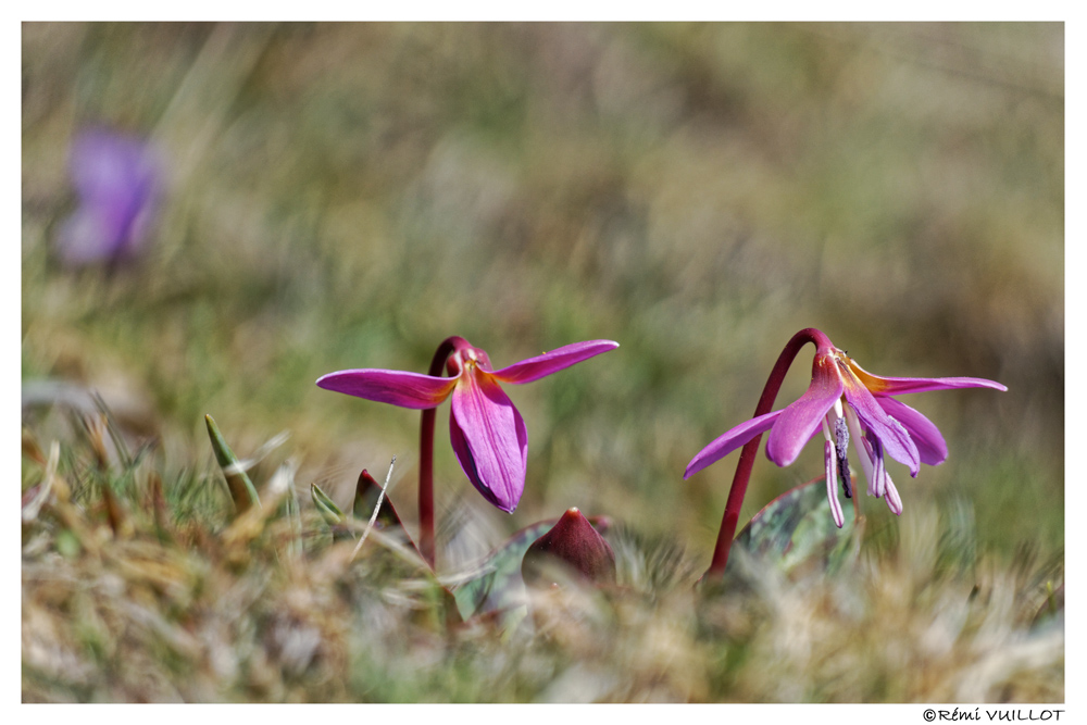 les 1ères fleurs à Font d'Urle (26) le 30 et 31 mars 2019 19-03-53