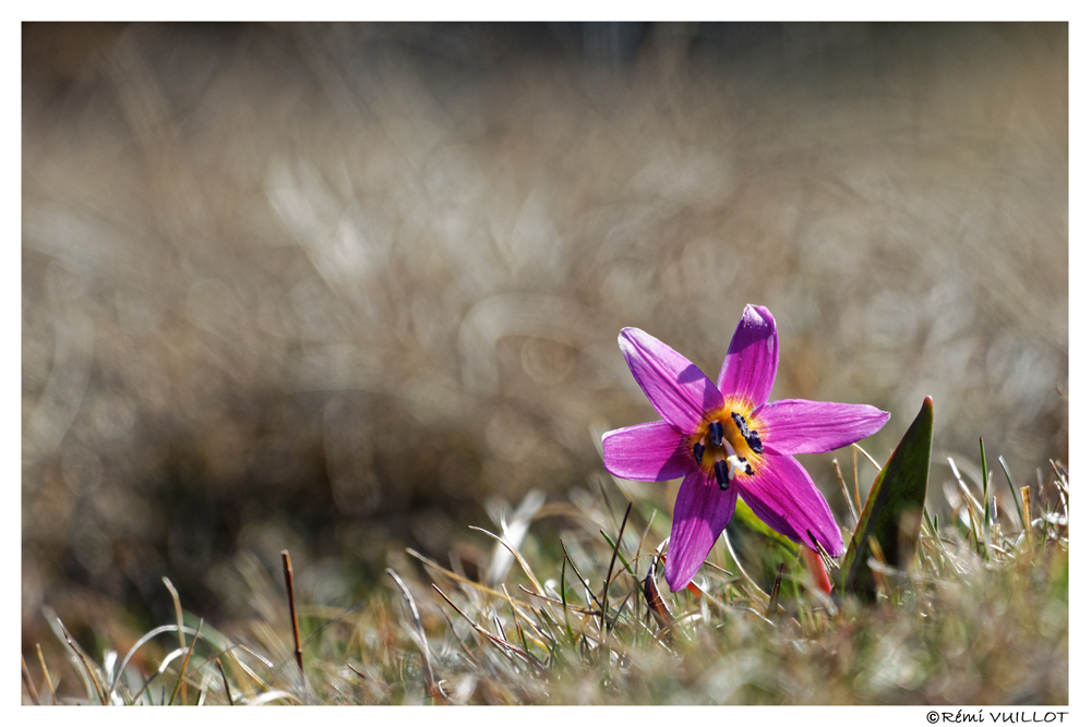 les 1ères fleurs à Font d'Urle (26) le 30 et 31 mars 2019 19-03-54