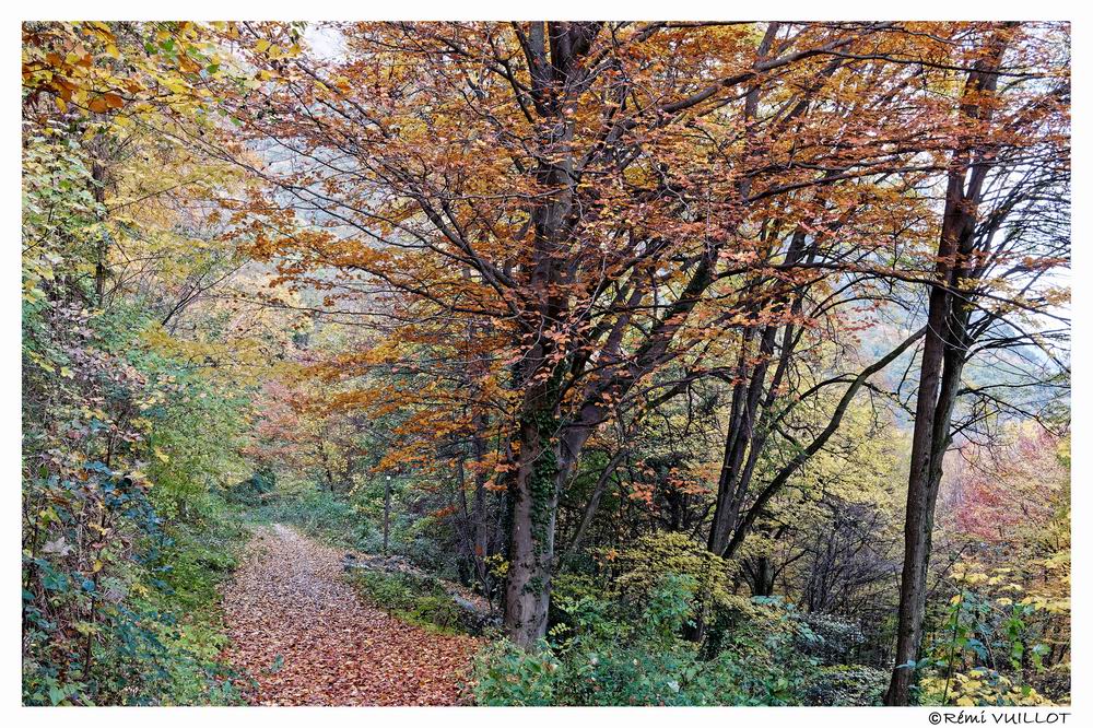 couleurs d'automne aux portes de Grenoble (38) 19 et 20 nov 22-11-12