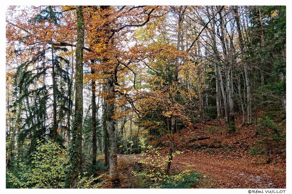 couleurs d'automne aux portes de Grenoble (38) 19 et 20 nov 22-11-17