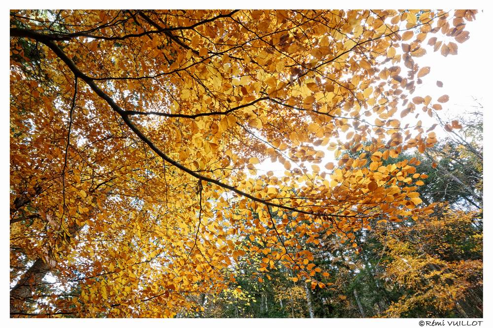 couleurs d'automne aux portes de Grenoble (38) 19 et 20 nov 22-11-20