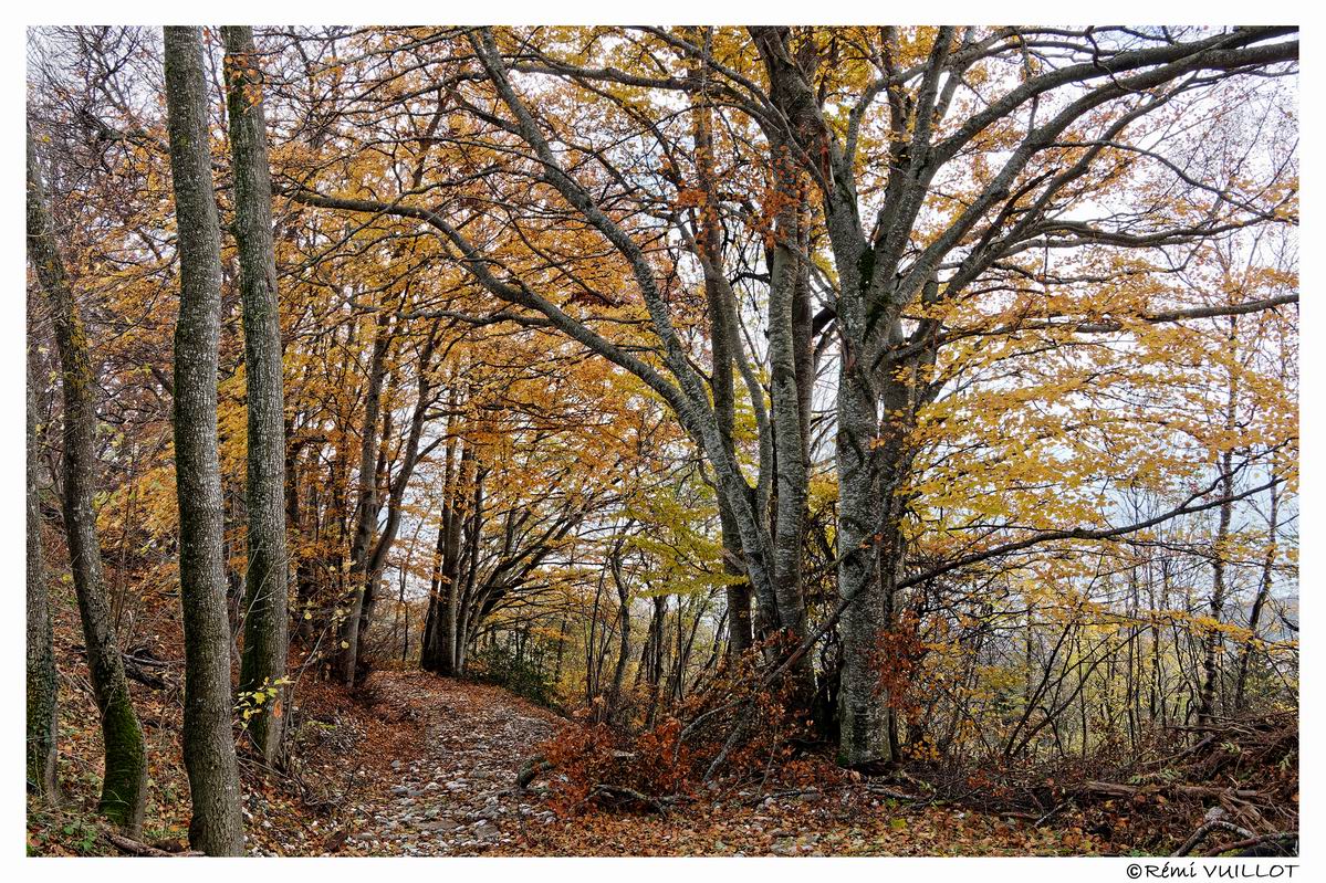 couleurs d'automne aux portes de Grenoble (38) 19 et 20 nov 22-11-51