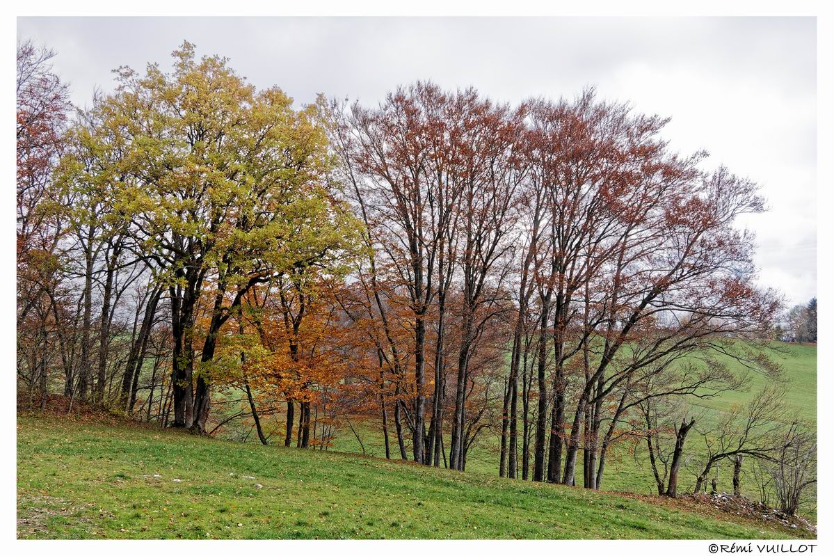 couleurs d'automne aux portes de Grenoble (38) 19 et 20 nov 22-11-57