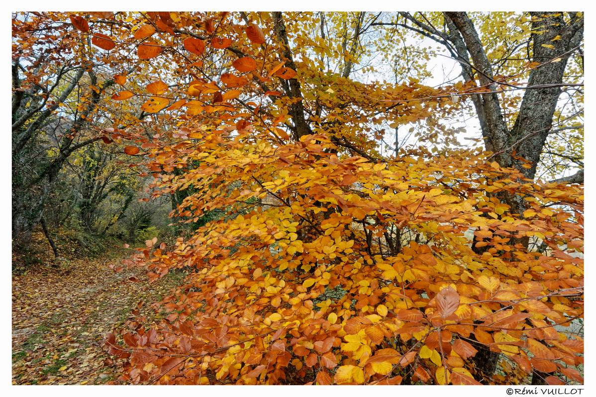 couleurs d'automne aux portes de Grenoble (38) 19 et 20 nov 22-11-61